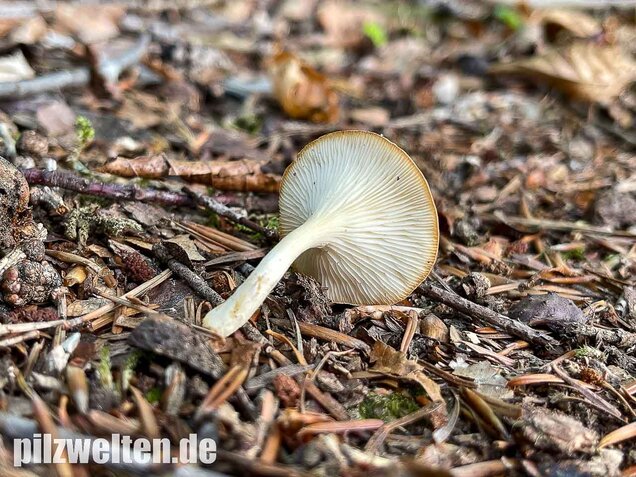 Ockerbrauner Trichterling, Infundibulicybe gibba