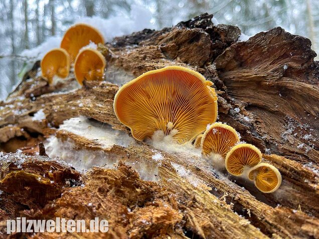 Orangeseitling, Phyllotopsis nidulans