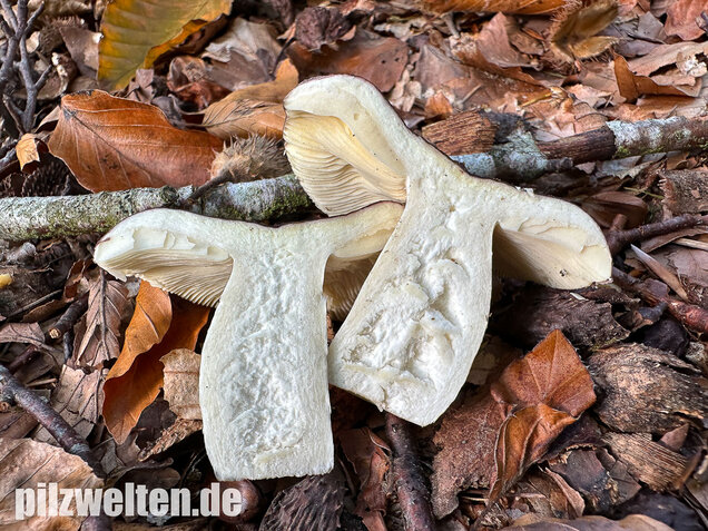 Papageitäubling, Kleiner Frauentäubling, Russula ionochlora