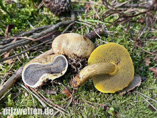 Parasitischer Röhrling, Pseudoboletus parasiticus
