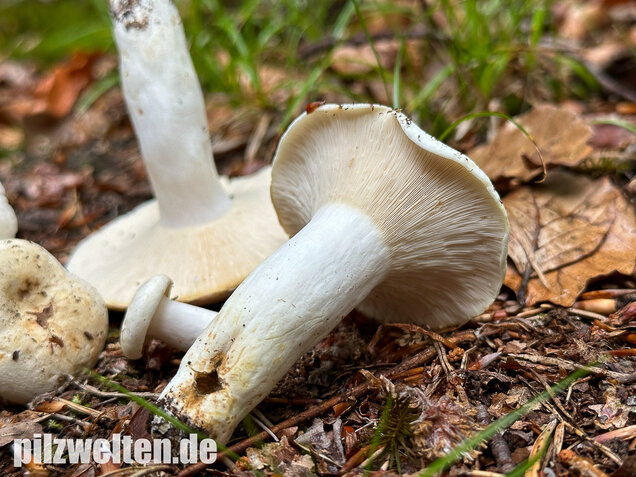 Pfeffermilchling, Lactifluus piperatus