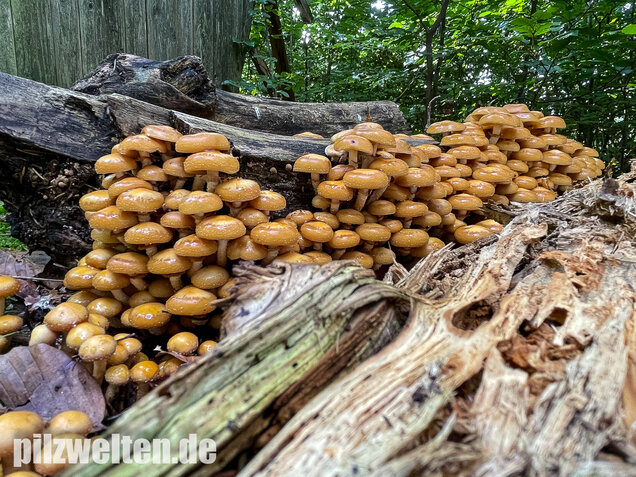 Stockschwämmchen, Kuehneromyces mutabilis