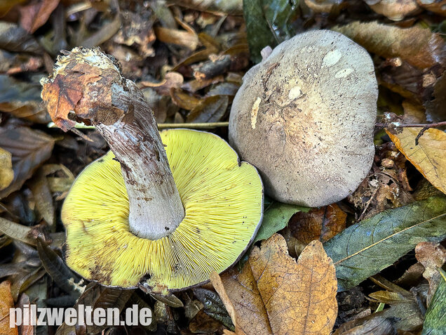 Gelbblättriger Rasling, Rötender Schönkopf, Calocybe favrei