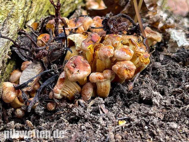 Safranroter Schüppling, Pholiota astragalina