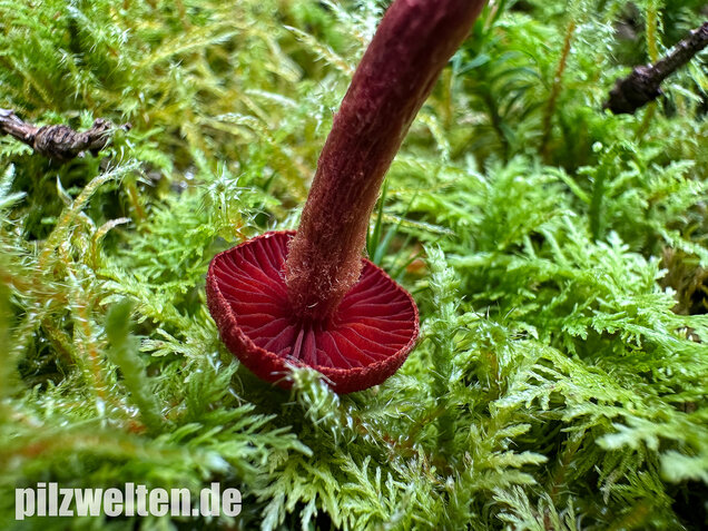 Blutroter Hautkopf, Bluthautkopf, Cortinarius sanguineus