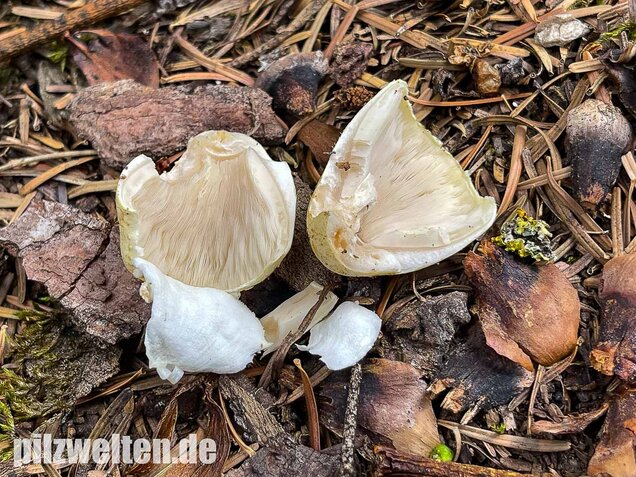 Schiefknolliger Anischampignon, Agaricus essettei