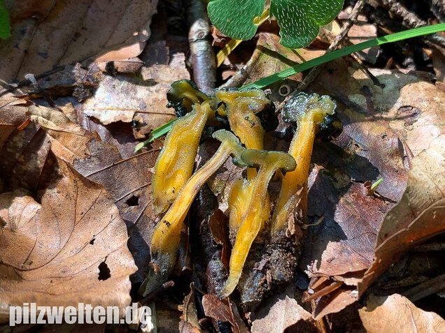 Schwarzgrünes Gallertkäppchen, Leotia viscosa