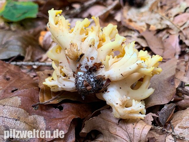 Schwefelgelbe Koralle, Ramaria flava