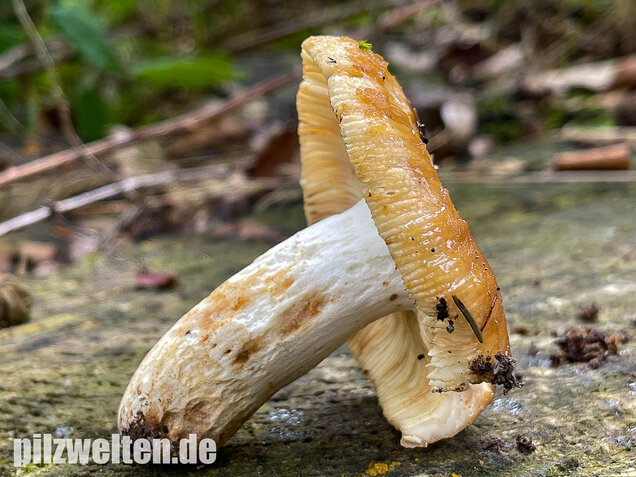 Stinktäubling, Russula foetens