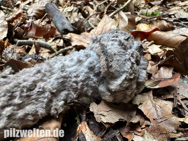 Strubbelkopfröhrling, Strobilomyces strobilaceus