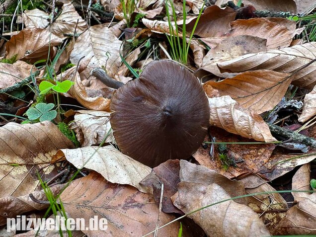 Traniger Rötling, Gebrechlicher Glöckling, Entoloma hirtipes