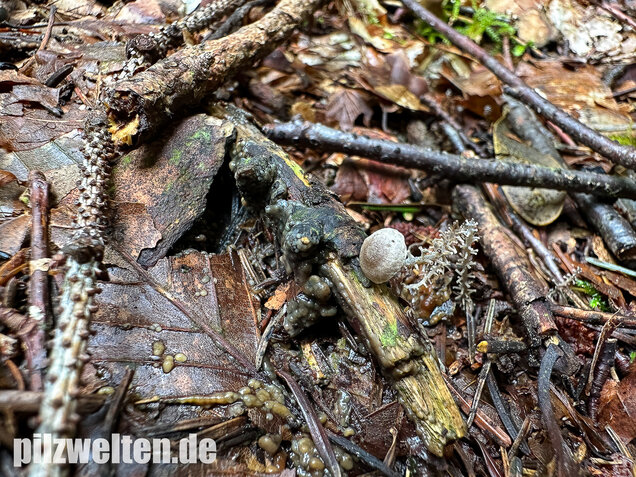 Traubenstieliger Sklerotienrübling, Dendrocollybia racemosa