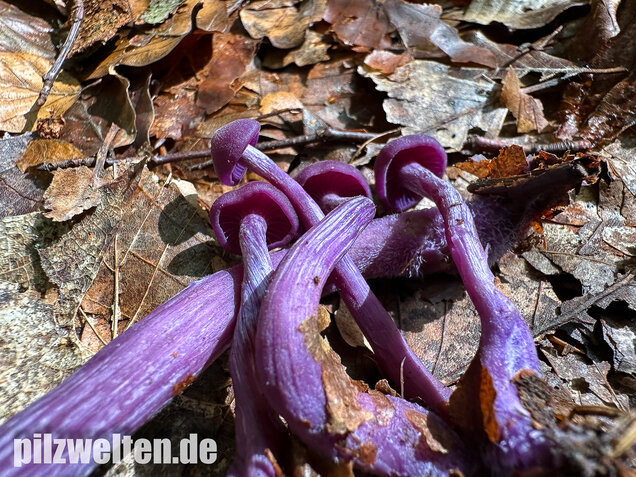 Violetter Lacktrichterling, Laccaria amethystina