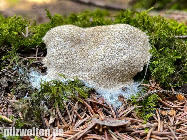 Weiße Lohblüte, Fuligo candida