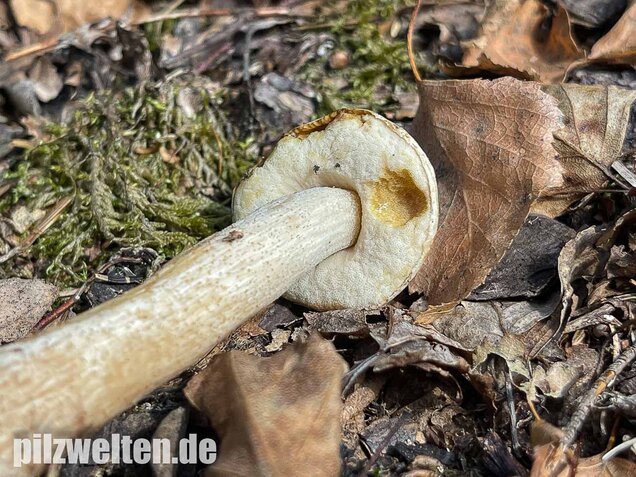 Wollstieliger Raufußröhrling (weiße Form), Leccinum cyaneobasileucum