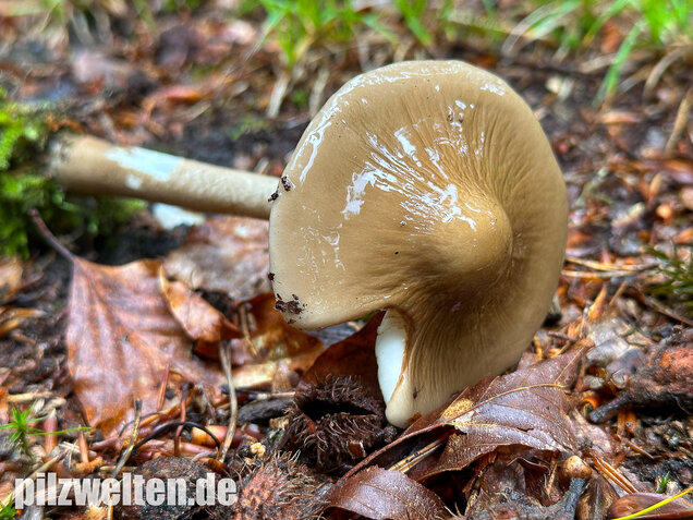 Wurzelnder Schleimrübling, Grubiger Wurzelrübling, Hymenopellis radicata