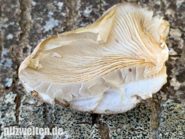 Beschleierter Pappel-Seitling, Pleurotus calyptratus