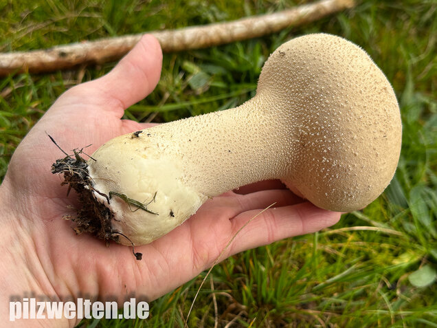 Beutelstäubling, Lycoperdon excipuliforme