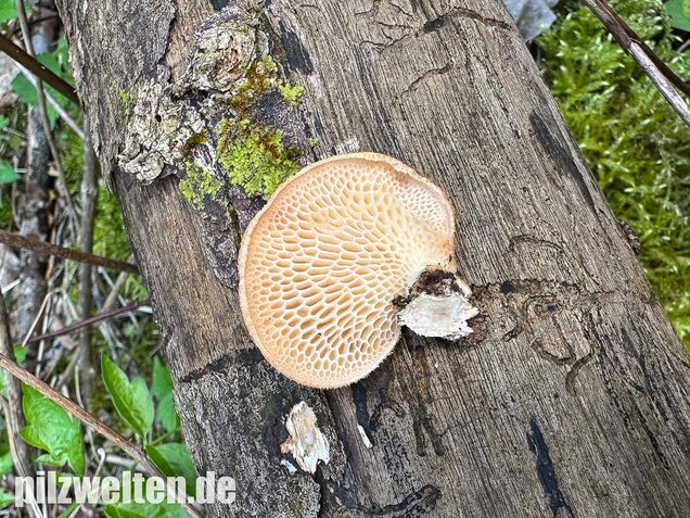 Bienenwabenporling, Waben-Stielporling, Neofavolus alveolaris