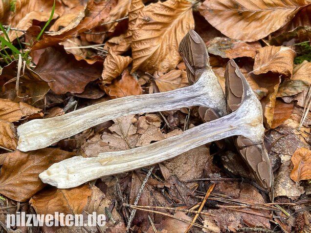 Bitterer Schleimkopf, Cortinarius infractus