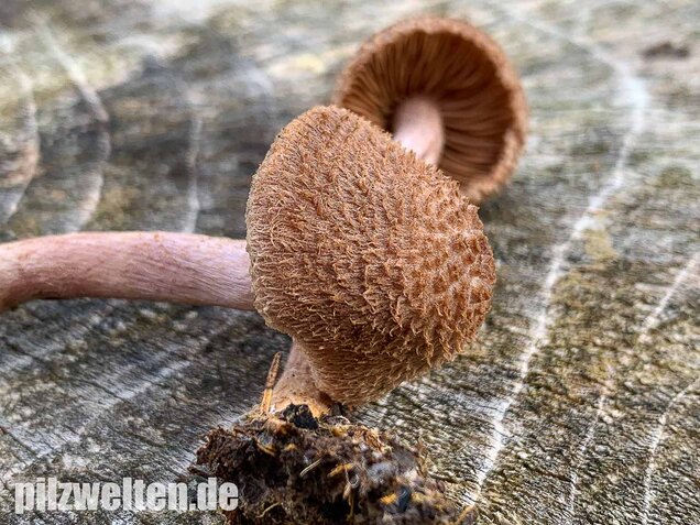 Braunvioletter Risspilz, Inocybe cincinnata var. major