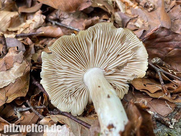 Breitblättriger Holzrübling, Megacollybia platyphylla
