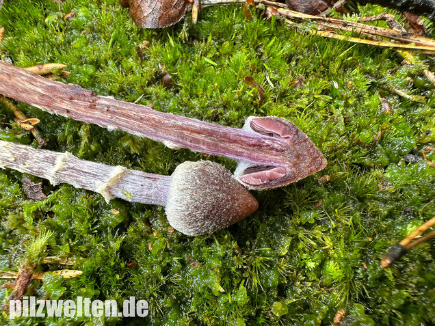 Duftender Gürtelfuß, Pelargoniengürtelfuß, Cortinarius flexipes