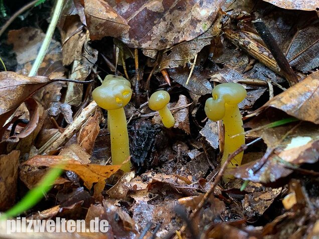 Gallertkäppchen, Leotia lubrica
