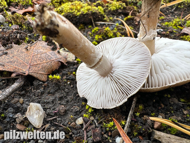 Beringter Erdritterling, Tricholoma cingulatum