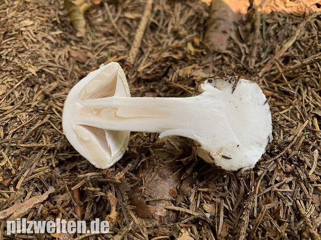 Gelber Knollenblätterpilz (weiße Form), Amanita citrina var. alba