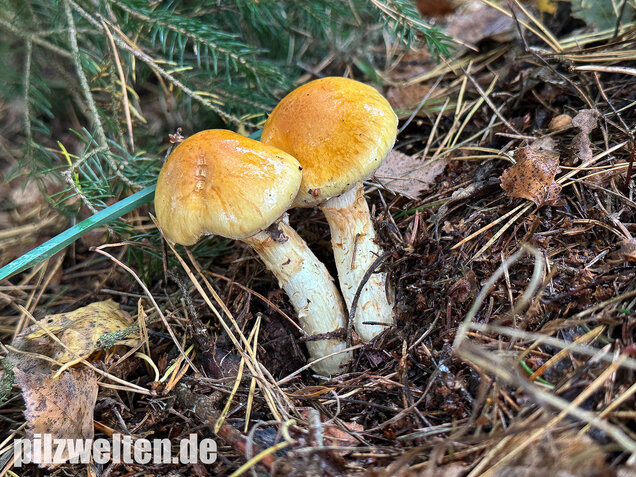 Gelbgestiefelter Schleimkopf, Phlegmacium triumphans
