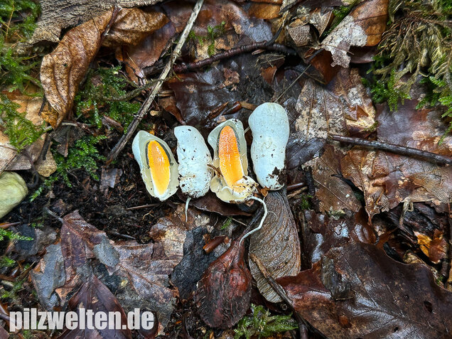 Gemeine Hundsrute, Mutinus caninus
