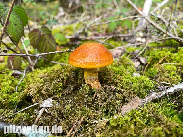 Goldröhrling, Suillus grevillei