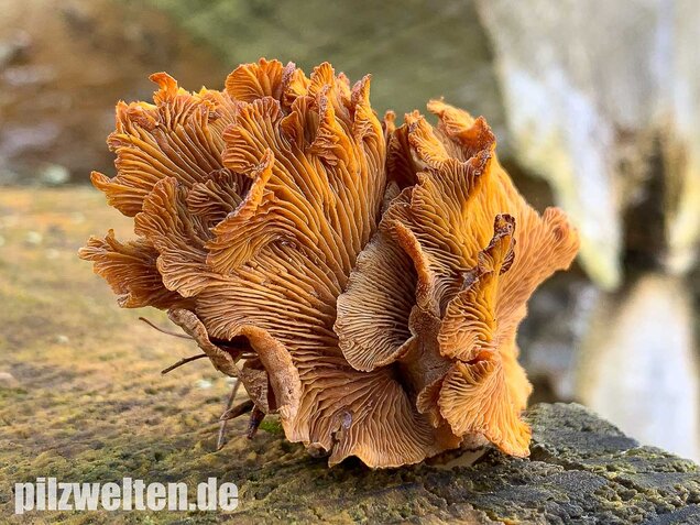 Herber Zwergknäueling, Panellus stipticus