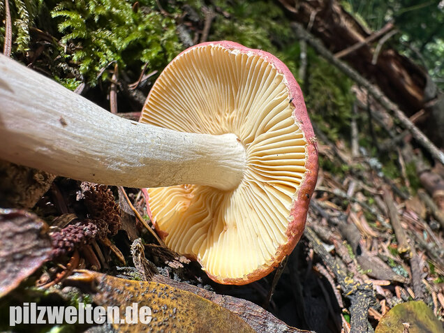 Hohlstieltäubling, Weißtannentäubling, Russula cavipes