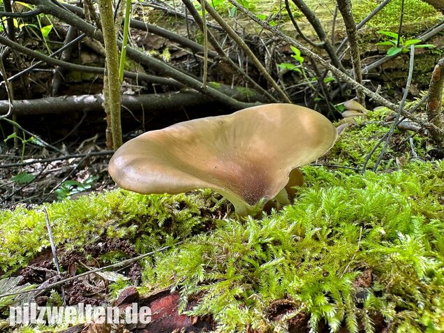 Kastanienbrauner Stielporling, Süßriechender Porling, Picipes badius