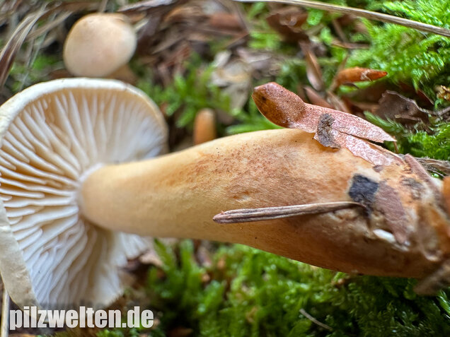 Lärchenritterling, Schwammiger Ritterling, Tricholoma psammopus