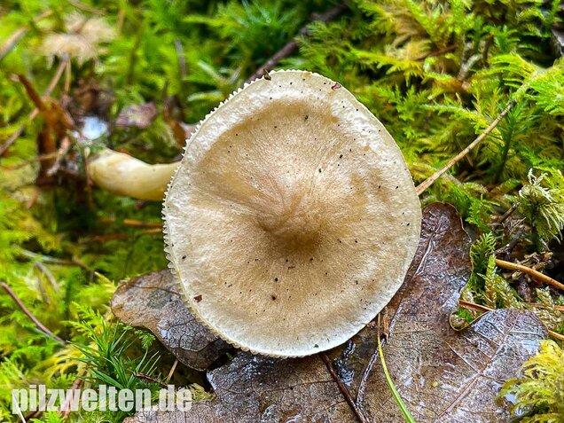 Lästiger Ritterling, Tricholoma inamoenum