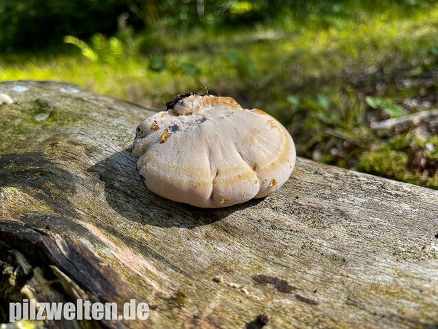 Laubholzharzporling, Ischnoderma resinosum