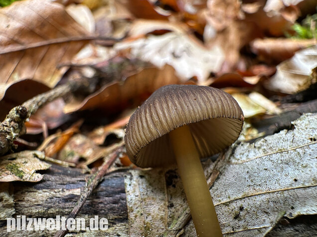 Grünschneidiger Helmling, Mycena viridimarginata