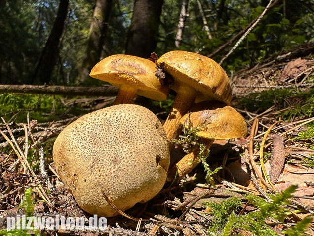 Parasitischer Röhrling, Pseudoboletus parasiticus