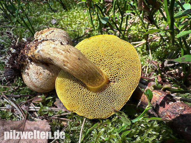 Parasitischer Röhrling, Pseudoboletus parasiticus