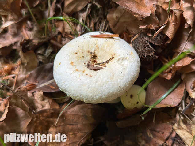 Pfeffermilchling, Lactifluus piperatus