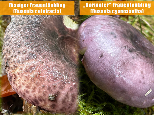 Gefelderter Frauentäubling, Rissiger Frauentäubling, Russula cutefracta