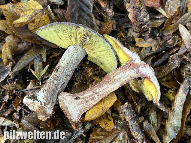 Gelbblättriger Rasling, Rötender Schönkopf, Calocybe favrei