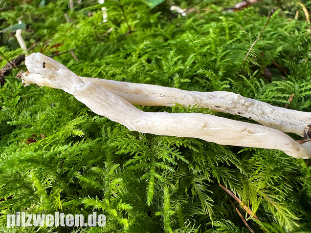 Runzelige Koralle, Runzeliger Keulenpilz, Clavulina rugosa