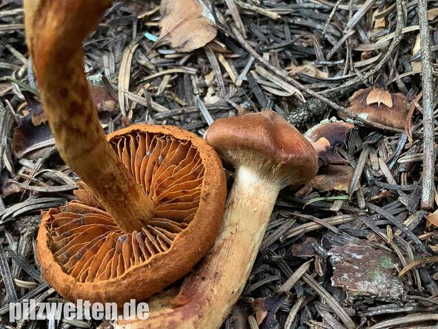 Spitzgebuckelter Raukopf, Cortinarius rubellus