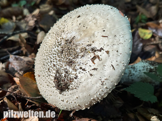 Spitzkegeliger Wulstling, Amanita echinocephala