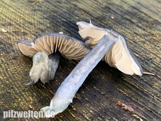 Stahlblauer Rötling, Entoloma nitidum