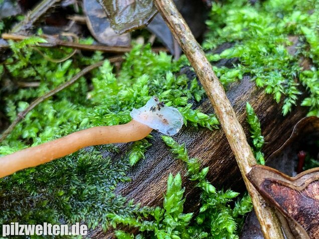 Gemeiner Trompetenschnitzling, Tubaria furfuracea